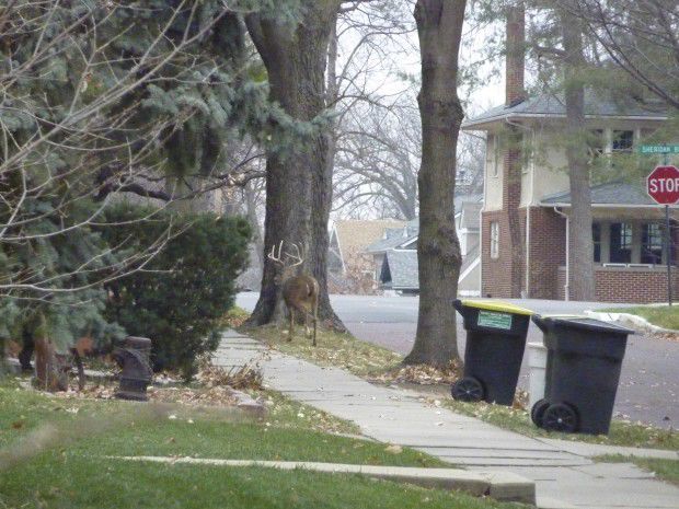 Urban deer sighting